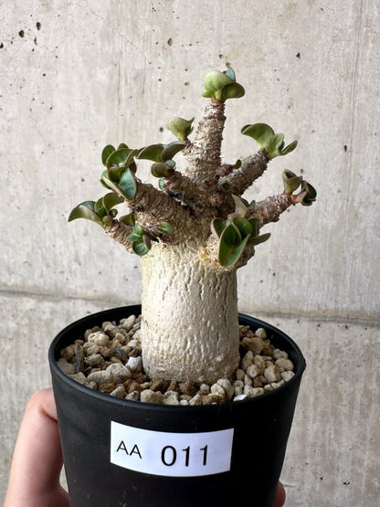 【現品限り】アデニウム・DHA 葉巻【AA11】 Adenium DHA
