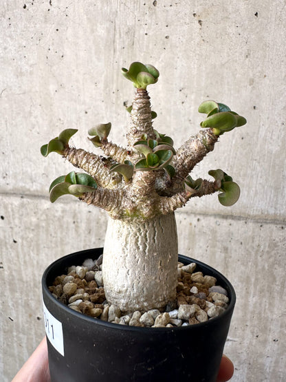 【現品限り】アデニウム・DHA 葉巻【AA11】 Adenium DHA