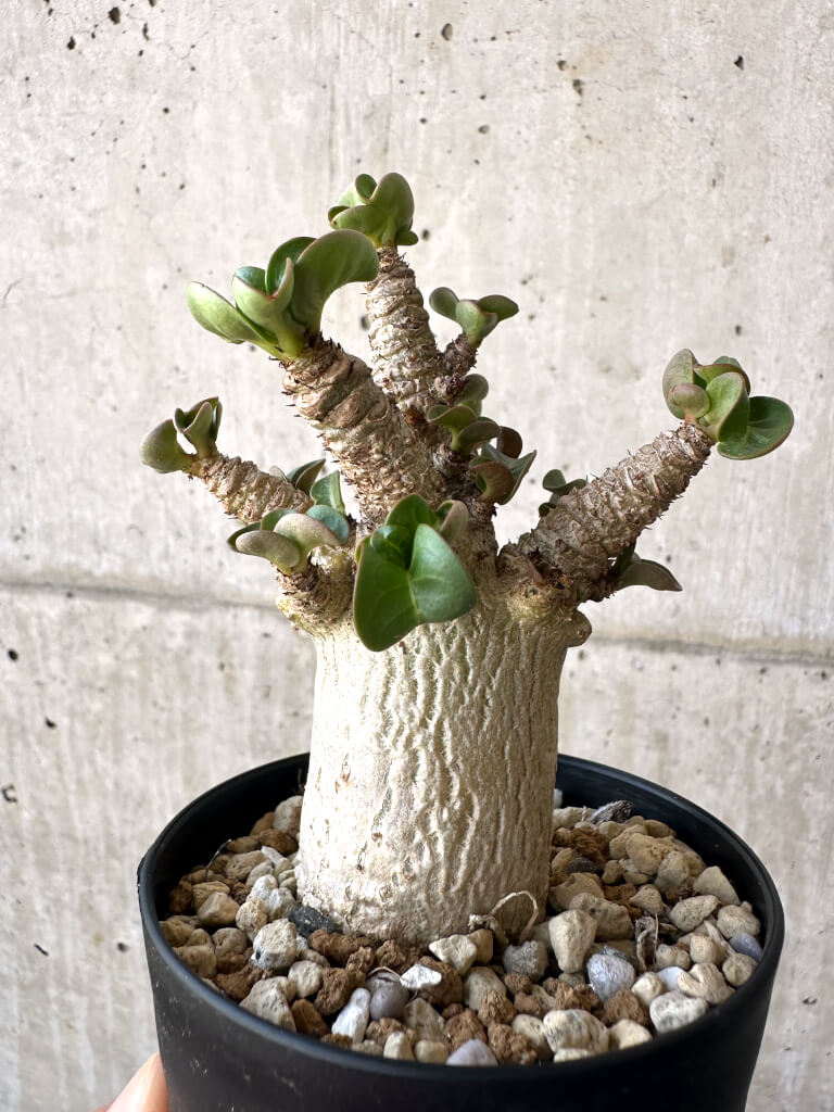 【現品限り】アデニウム・DHA 葉巻【AA11】 Adenium DHA