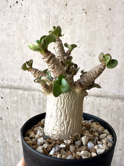 【現品限り】アデニウム・DHA 葉巻【AA11】 Adenium DHA