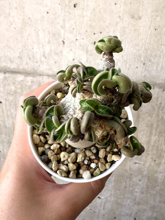 【現品限り】アデニウム・DHA 葉巻【AA12】 Adenium DHA