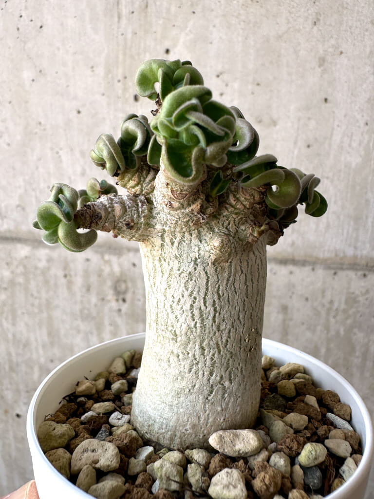 【現品限り】アデニウム・DHA 葉巻【AA12】 Adenium DHA