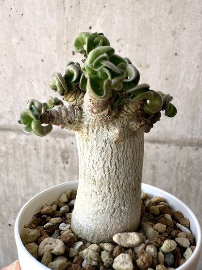 【現品限り】アデニウム・DHA 葉巻【AA12】 Adenium DHA