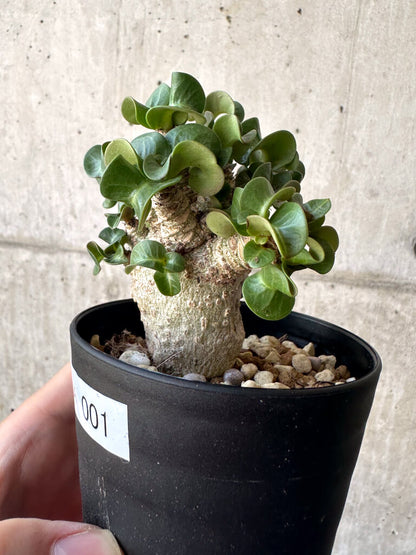 【現品限り】アデニウム・DHA 葉巻【AA1】 Adenium DHA