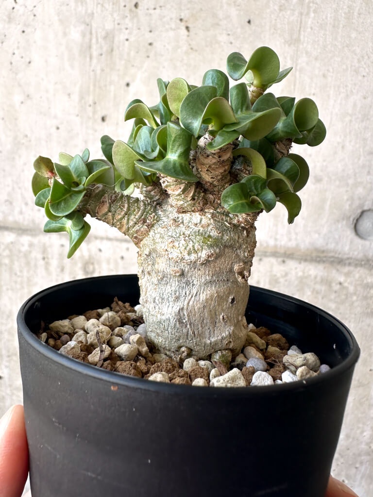 【現品限り】アデニウム・DHA 葉巻【AA1】 Adenium DHA