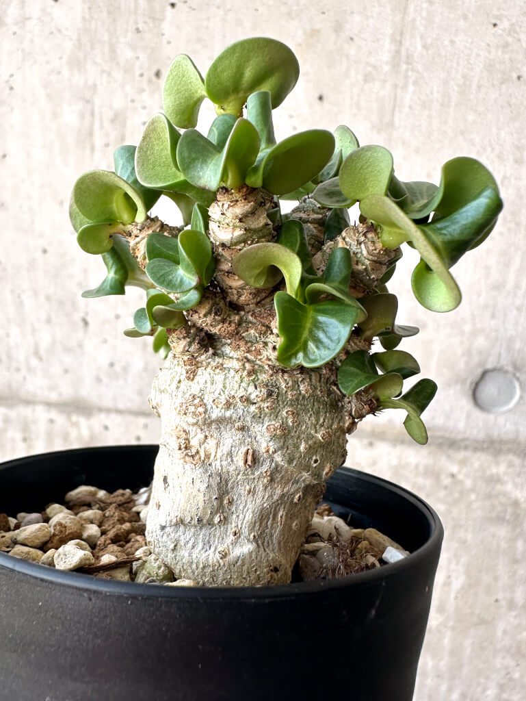 【現品限り】アデニウム・DHA 葉巻【AA1】 Adenium DHA