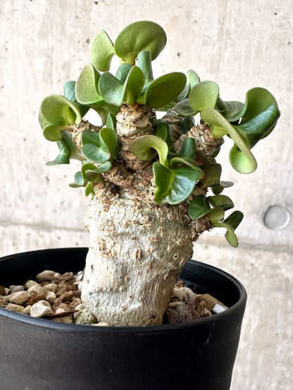 【現品限り】アデニウム・DHA 葉巻【AA1】 Adenium DHA