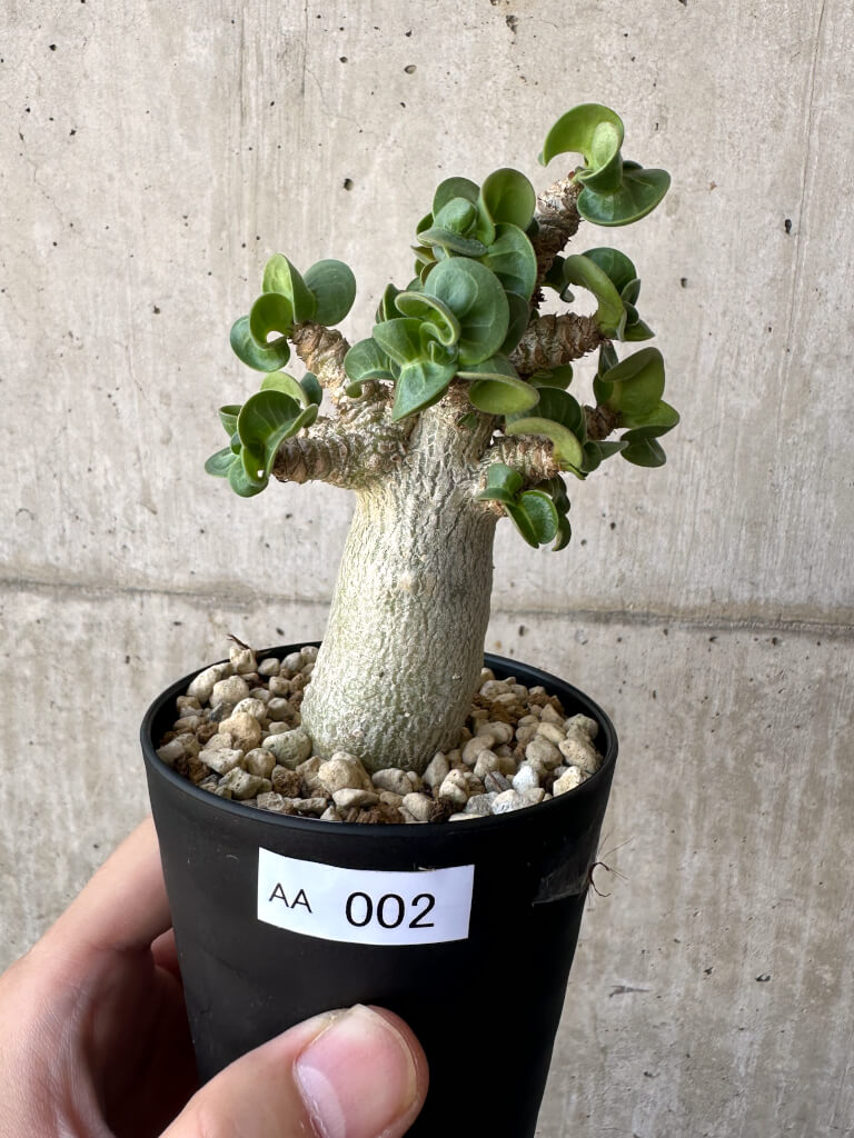 【現品限り】アデニウム・DHA 葉巻【AA2】 Adenium DHA