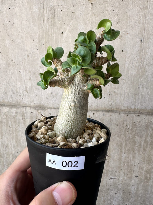 【現品限り】アデニウム・DHA 葉巻【AA2】 Adenium DHA