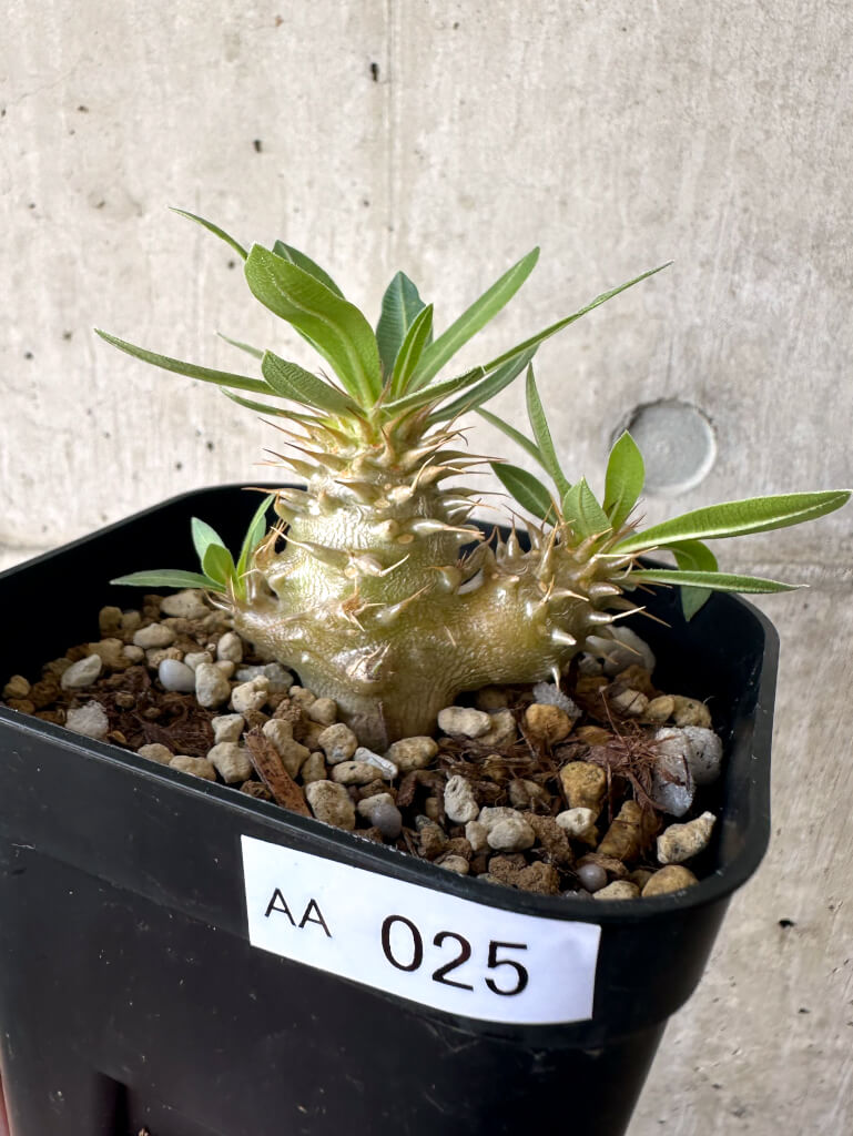 【現品限り】パキポディウム・マカイエンセ【AA25】 Pachypodium makayense