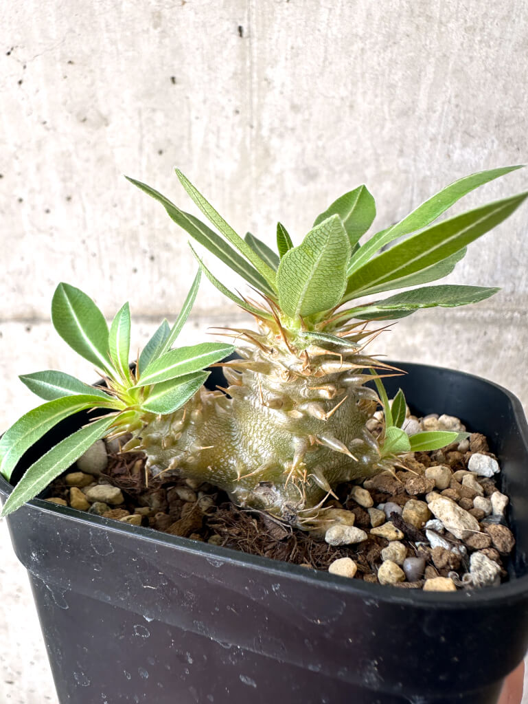 【現品限り】パキポディウム・マカイエンセ【AA25】 Pachypodium makayense
