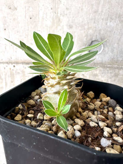 【現品限り】パキポディウム・マカイエンセ【AA25】 Pachypodium makayense