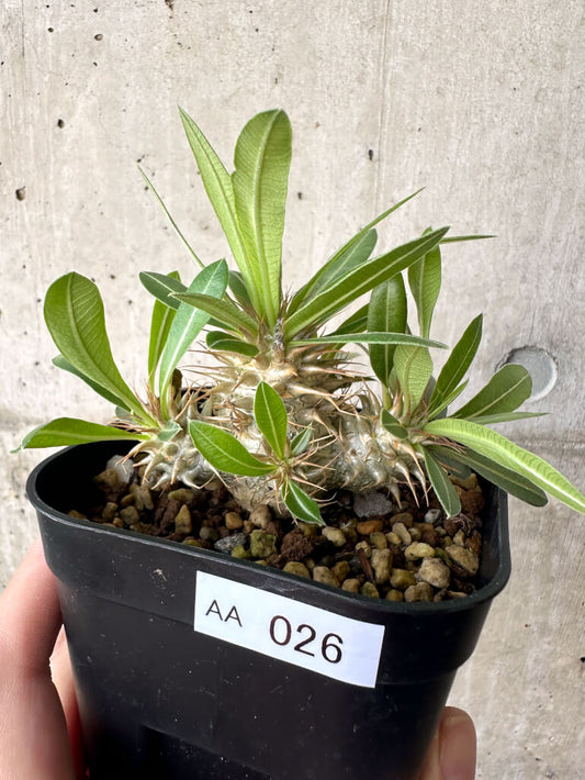 【現品限り】パキポディウム・マカイエンセ【AA26】 Pachypodium makayense