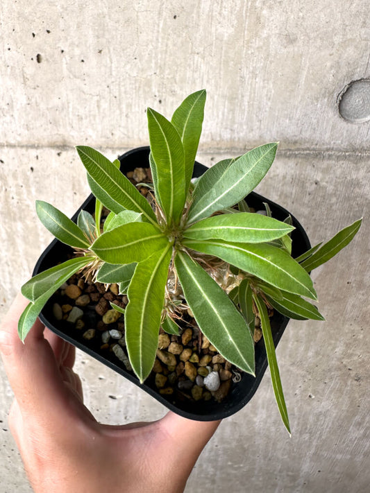 【現品限り】パキポディウム・マカイエンセ【AA26】 Pachypodium makayense