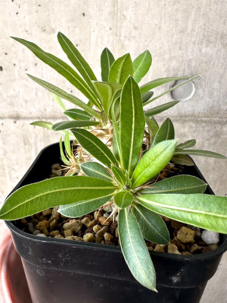 【現品限り】パキポディウム・マカイエンセ【AA26】 Pachypodium makayense