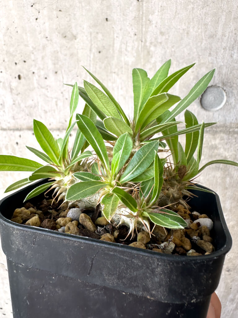 【現品限り】パキポディウム・マカイエンセ【AA26】 Pachypodium makayense