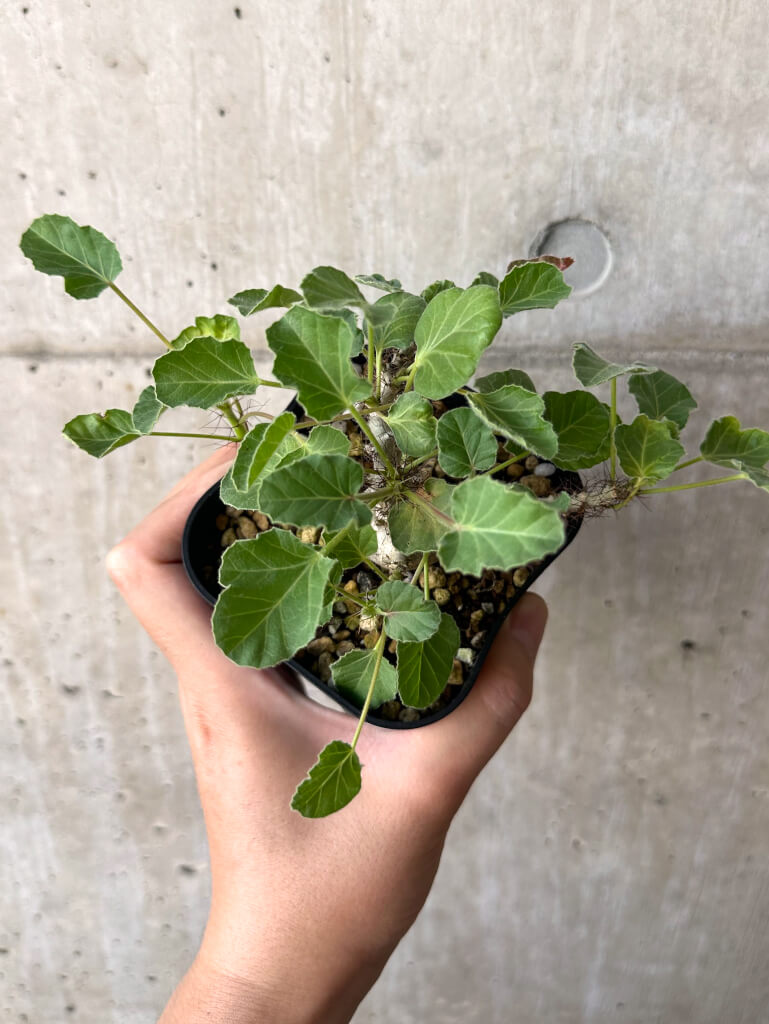 ヤトロファマルギナータ 現品限り】ヤトロファ・マルギナータ【AA27】 Jatropha marginata 塊根