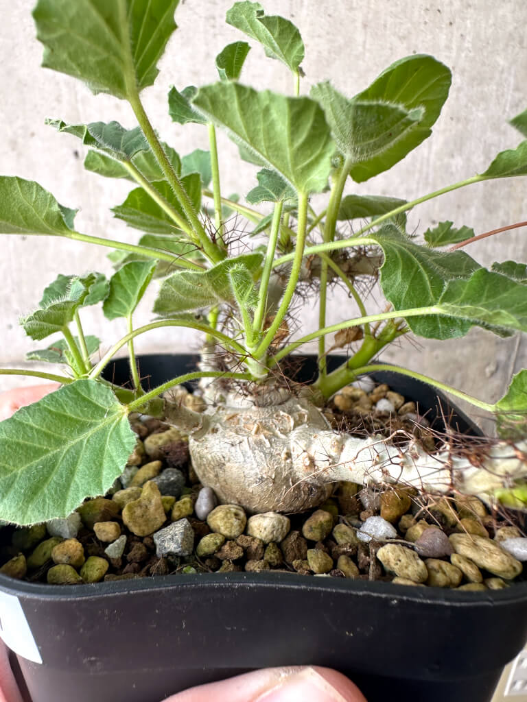 現品限り】ヤトロファ・マルギナータ【AA27】 Jatropha marginata 塊根