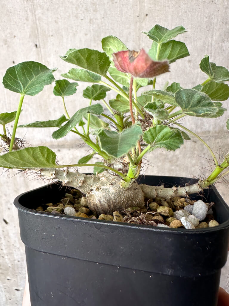 現品限り】ヤトロファ・マルギナータ【AA27】 Jatropha marginata 塊根