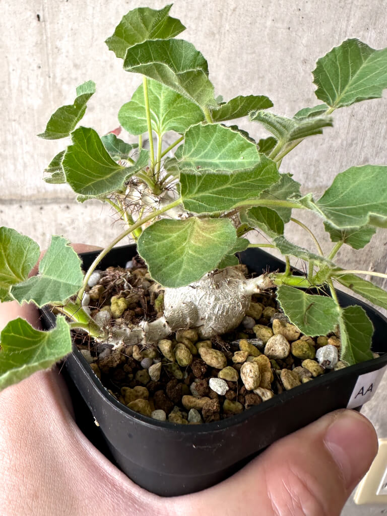 現品限り】ヤトロファ・マルギナータ【AA27】 Jatropha marginata 塊根