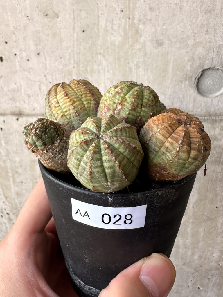 【現品限り】ユーフォルビア・オベサ 多頭【AA28】 Euphorbia obesa