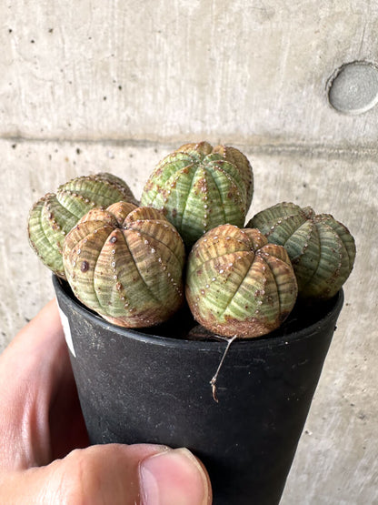 【現品限り】ユーフォルビア・オベサ 多頭【AA28】 Euphorbia obesa