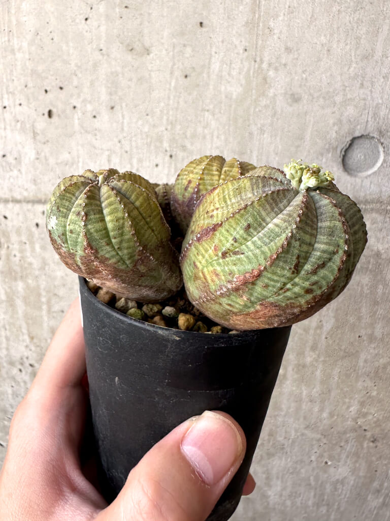 現品限り】ユーフォルビア・オベサ 多頭【AA29】 Euphorbia obesa 塊根