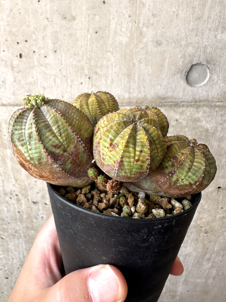 ユーフォルビア オベサ 現品限り】ユーフォルビア・オベサ 多頭【AA29】 Euphorbia obesa 塊根