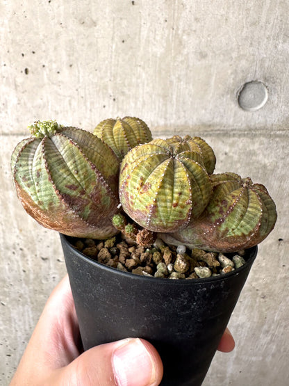 【現品限り】ユーフォルビア・オベサ 多頭【AA29】 Euphorbia obesa
