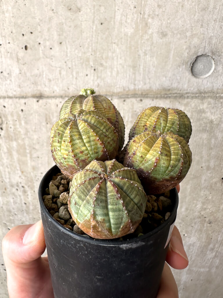 現品限り】ユーフォルビア・オベサ 多頭【AA29】 Euphorbia obesa 塊根