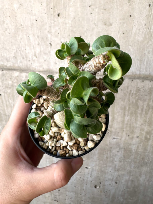 【現品限り】アデニウム・DHA 葉巻【AA2】 Adenium DHA