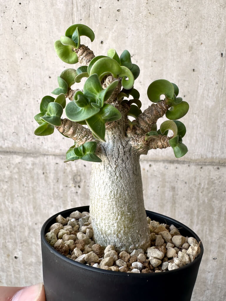 【現品限り】アデニウム・DHA 葉巻【AA2】 Adenium DHA