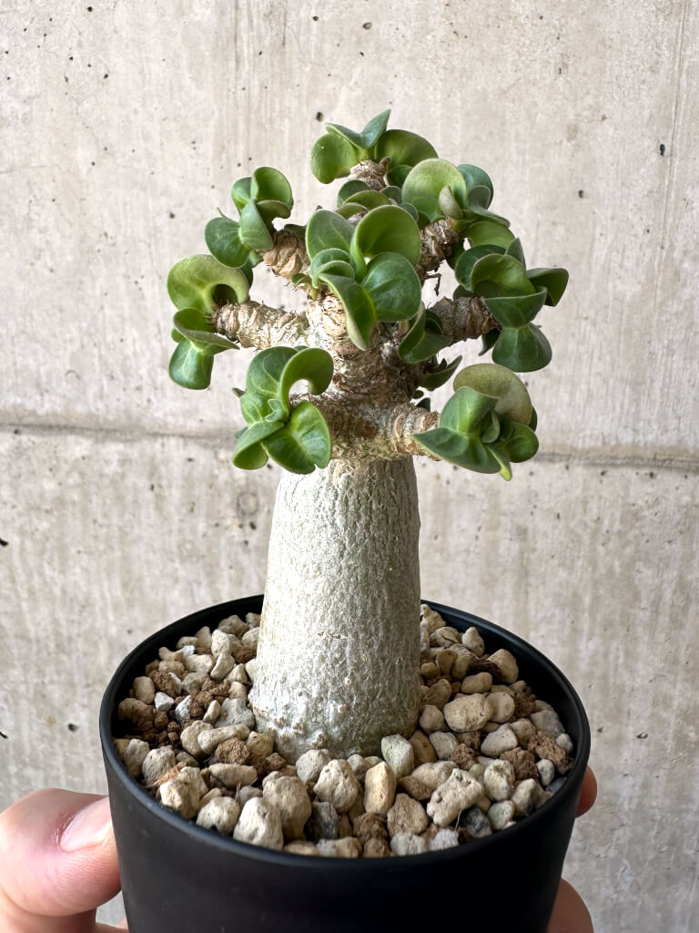 【現品限り】アデニウム・DHA 葉巻【AA2】 Adenium DHA