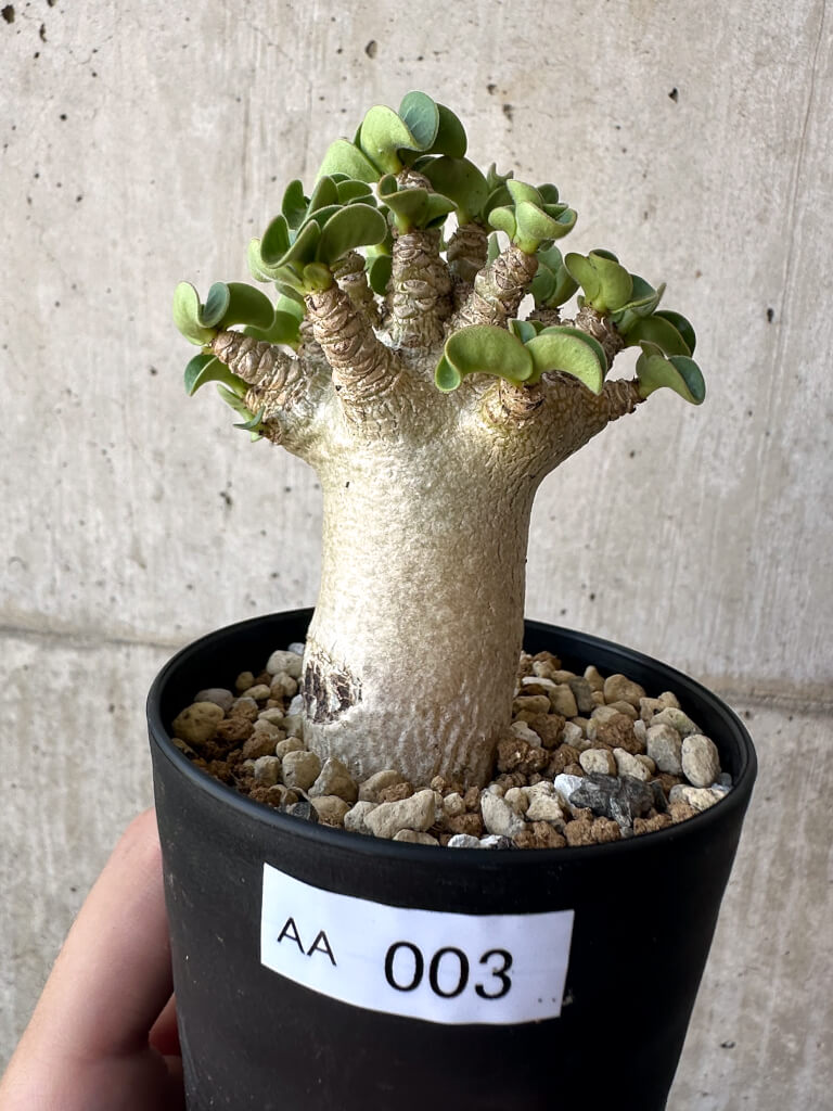 【現品限り】アデニウム・DHA 葉巻【AA3】 Adenium DHA