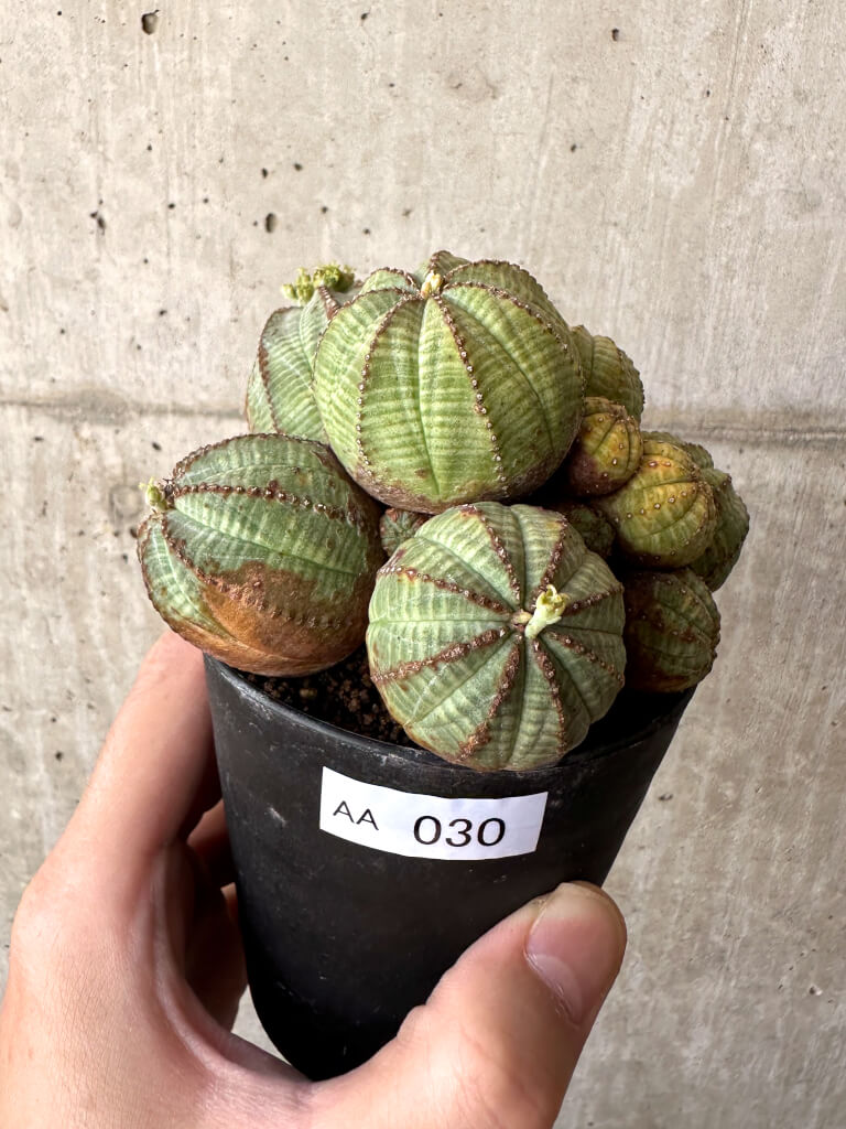 【現品限り】ユーフォルビア・オベサ 多頭【AA30】 Euphorbia obesa