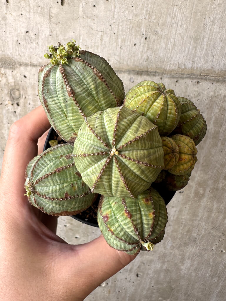 【現品限り】ユーフォルビア・オベサ 多頭【AA30】 Euphorbia obesa