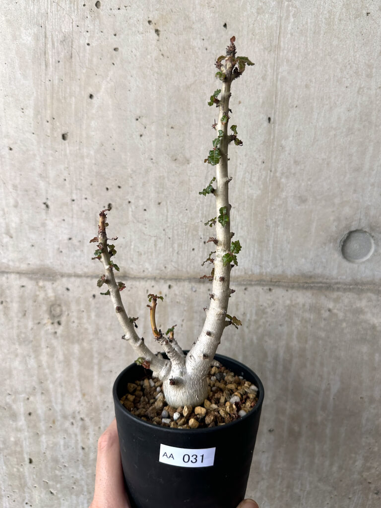 【現品限り】ボスウェリア・ナナ 大株【AA31】 Boswellia nana