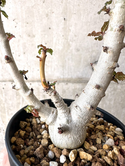 【現品限り】ボスウェリア・ナナ 大株【AA31】 Boswellia nana