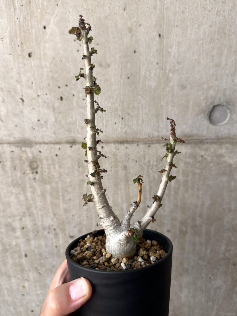 【現品限り】ボスウェリア・ナナ 大株【AA31】 Boswellia nana