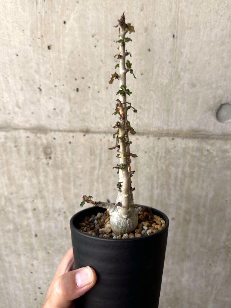 【現品限り】ボスウェリア・ナナ 大株【AA31】 Boswellia nana