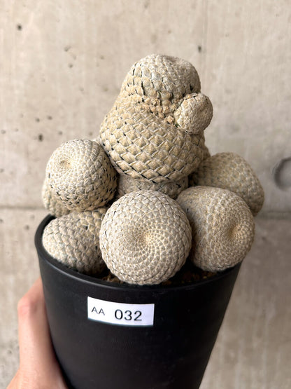 【現品限り】ユーフォルビア・フィリプシオイデス 短い台付き【AA32】 Euphorbia piscidermis