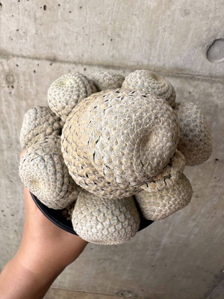 【現品限り】ユーフォルビア・フィリプシオイデス 短い台付き【AA32】 Euphorbia piscidermis