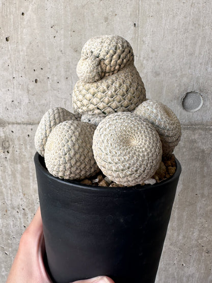 【現品限り】ユーフォルビア・フィリプシオイデス 短い台付き【AA32】 Euphorbia piscidermis