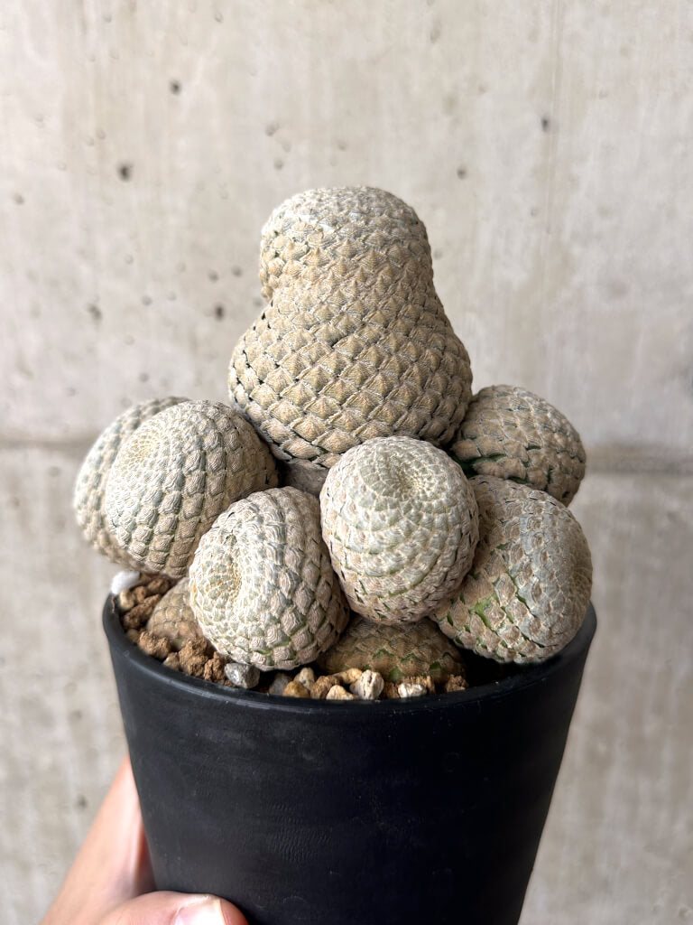 【現品限り】ユーフォルビア・フィリプシオイデス 短い台付き【AA32】 Euphorbia piscidermis