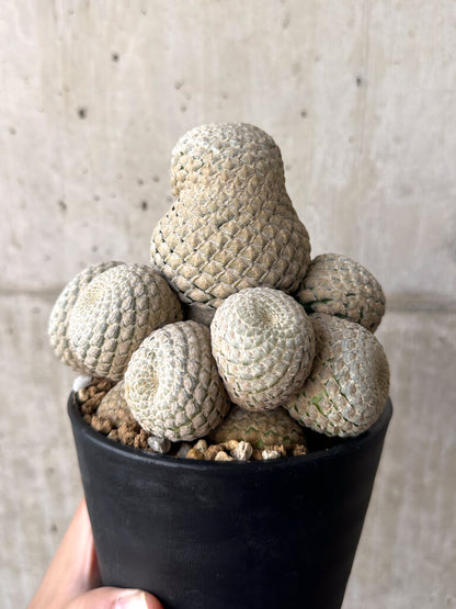 【現品限り】ユーフォルビア・フィリプシオイデス 短い台付き【AA32】 Euphorbia piscidermis