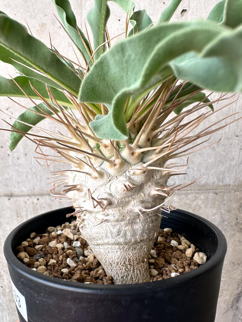 【現品限り】パキポディウム・ナマクアナム 光堂 大株【AA33】 Pachypodium namaquanum