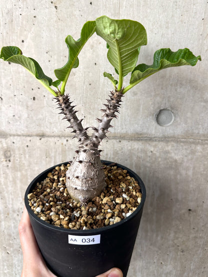 【現品限り】パキポディウム・ウィンゾリー 実生 大株【AA34】 Pachypodium windsorii