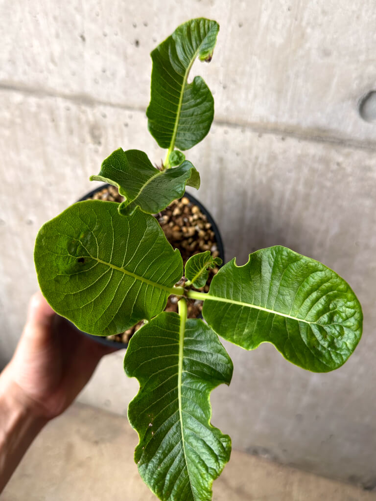 【現品限り】パキポディウム・ウィンゾリー 実生 大株【AA34】 Pachypodium windsorii
