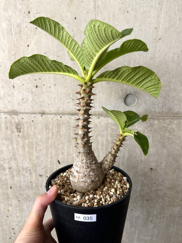 【現品限り】パキポディウム・ウィンゾリー 実生 大株【AA35】 Pachypodium windsorii
