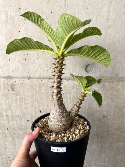 【現品限り】パキポディウム・ウィンゾリー 実生 大株【AA35】 Pachypodium windsorii